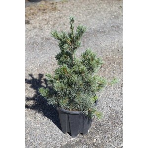 Pinus parviflora `Negishi`