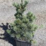 Pinus parviflora `Negishi`