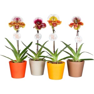 Quattro orchidee t.b.t. in vasi colorati.