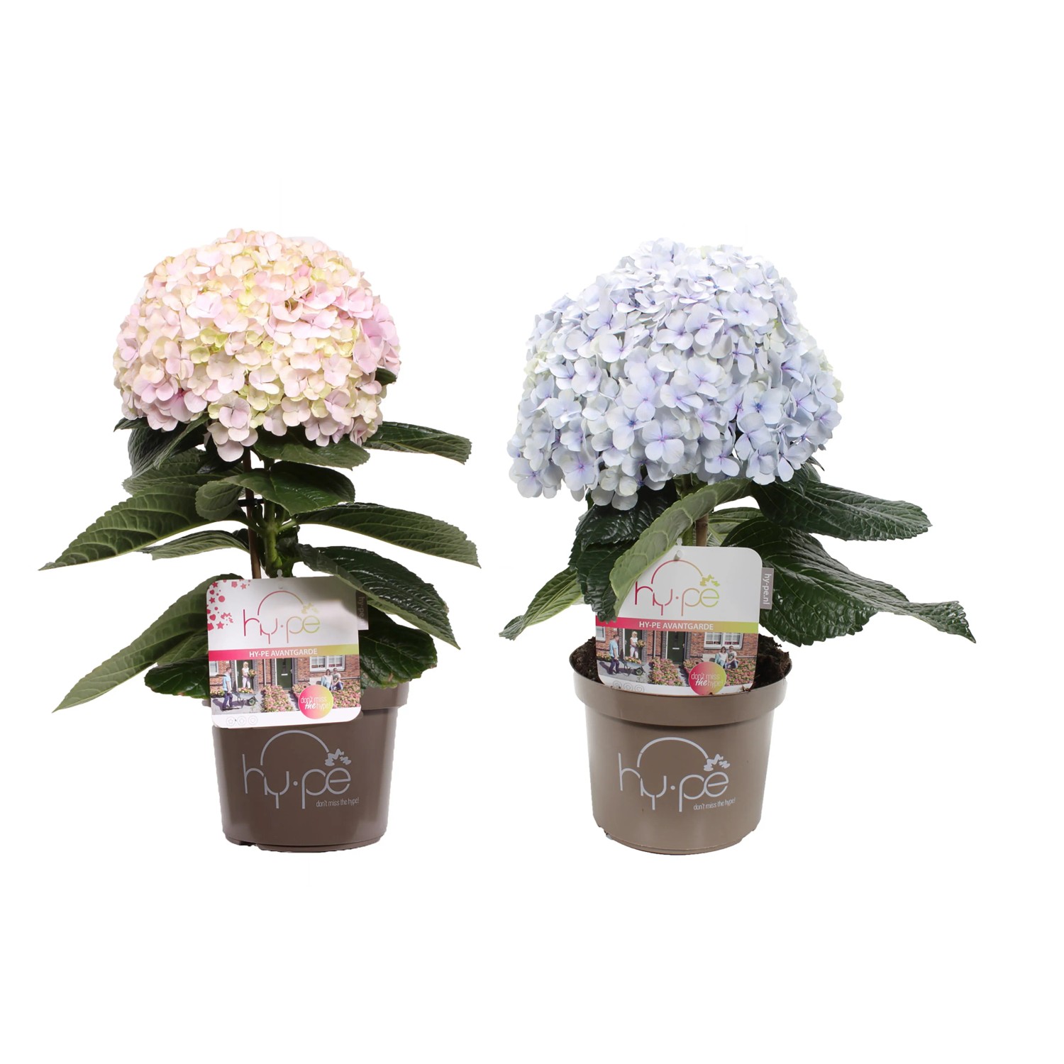 Ortensia Hy-pe Avantgarde in vaso, fioritura rosa e blu.