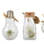 Varie Tillandsie in contenitori di vetro con tappi di sughero, bromeliacee decorative.
