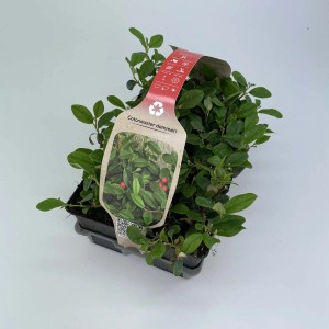 Confezione da 6 di Cotoneaster dammeri in vaso, un tappezzante resistente con foglie verdi.