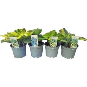 Pianta Hosta verde vaso 19 cm
