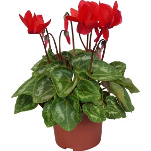Ciclamino rosso midi in vaso (circa 10,5 cm Ø) con foglie verdi.