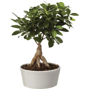 Piccolo albero Bonsai in vaso bianco con foglie verdi.