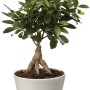 Piccolo albero Bonsai in vaso bianco con foglie verdi.