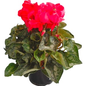 Ciclamino 't.b.t.' con fiori rossi in vaso, pianta da interno.