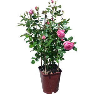 Rosa rampicante in vaso con fiori rosa e foglie verdi.