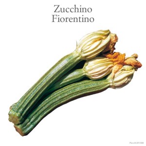 Zucchino Fiorentino: Giovani zucchine con fiori, ideali per la coltivazione nell'orto.