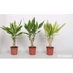 Dracaena Fragrans Vaso 11 cm