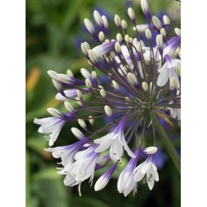 Agapanto in fiore con fiori bianchi e viola come pianta ornamentale.