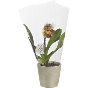 Orchidea esotica in vaso, avvolta in un foglio di alluminio.