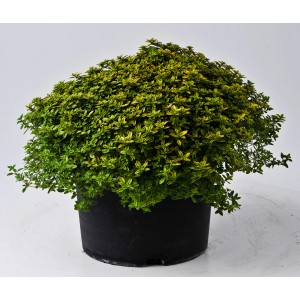 t.b.t. in vaso, una pianta aromatica per cucina e giardino.