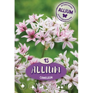 Aglio ornamentale Cameleon: bulbo da fiore con fiori bianco-rosa, ideale per il giardino.