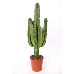 Euphorbia eritrea pianta grassa vaso Ø 24 cm