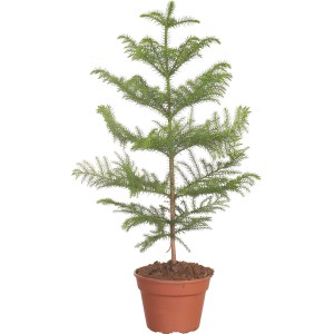 Conifera verde t.b.t. in vaso per uso interno.