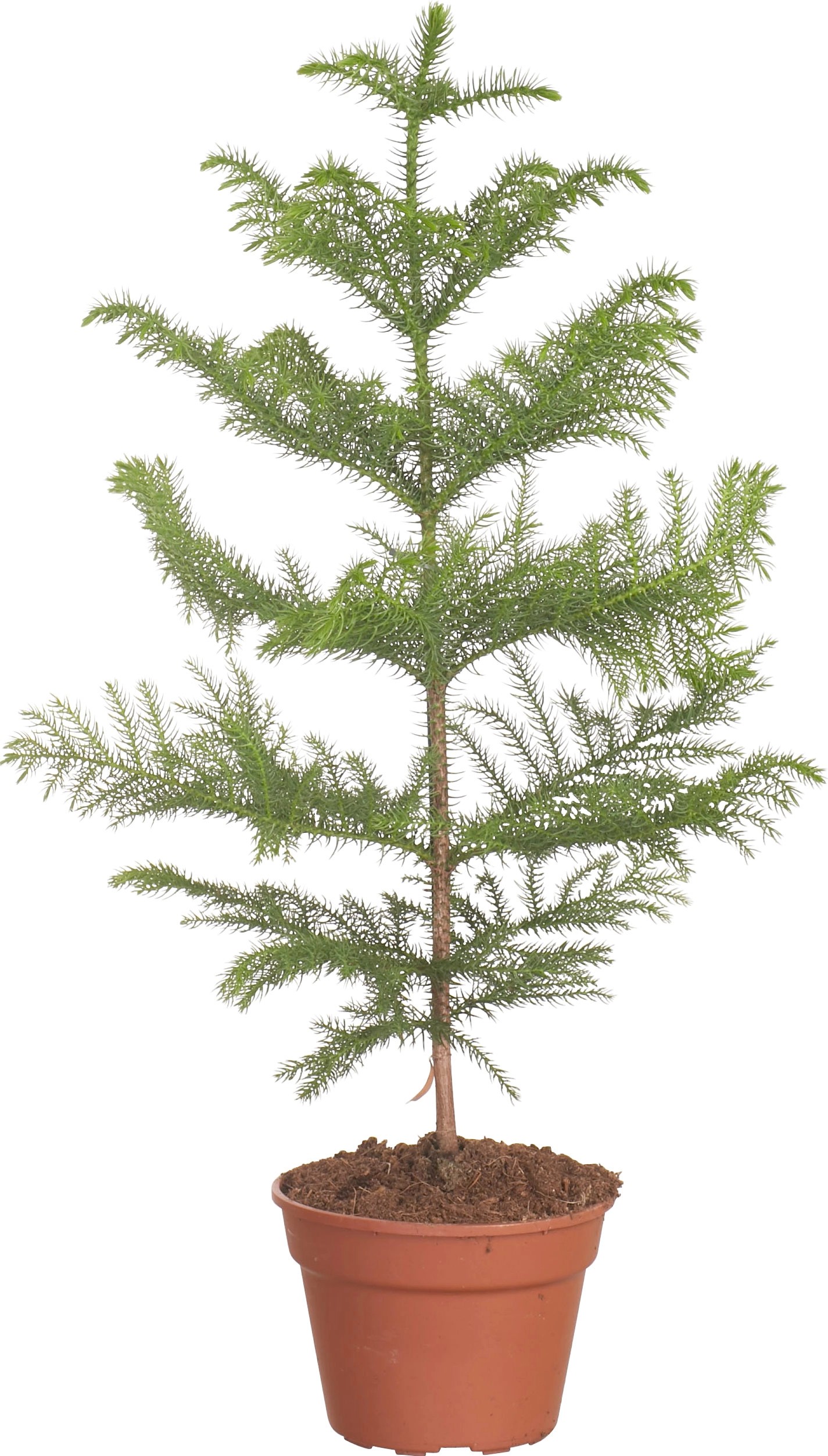 Araucaria Heterophylla vaso Ø 17 cm OBI