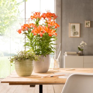 Scheurich vaso 866, Ø 16 cm, Menta, con pianta. Vaso in ceramica per interni.