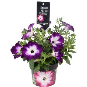 Pianta pensile Sanguna Picotee Blue in vaso, fiori viola-blu con centro bianco.