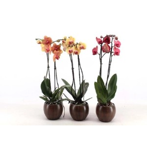 Tre orchidee in vaso con fiori arancioni, gialli e rosa.