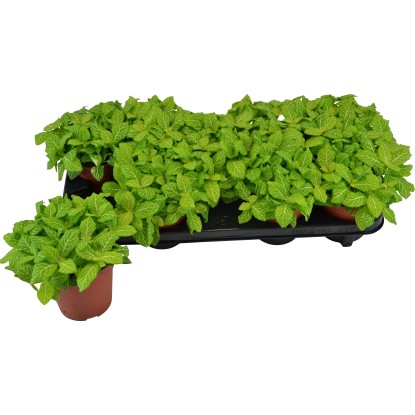 Fittonia Superba Lemon vaso Ø 12 cm