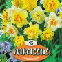 Narcisi multicolore doppi "Gefüllter Mix" come bulbi da fiore per aiuole e giardini.