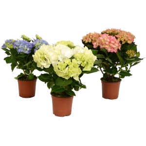 Ortensie da interno in vari colori (blu, bianco, rosa) in vaso marrone.