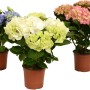 Ortensie da interno in vari colori (blu, bianco, rosa) in vaso marrone.