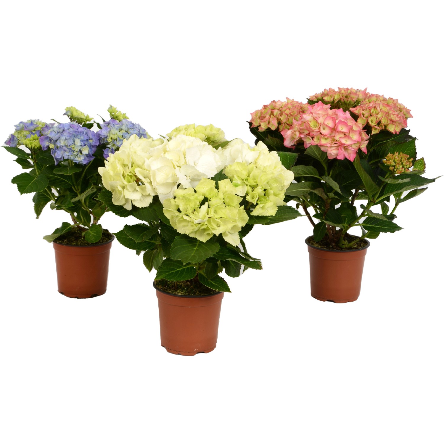 Ortensie da interno in vari colori (blu, bianco, rosa) in vaso marrone.