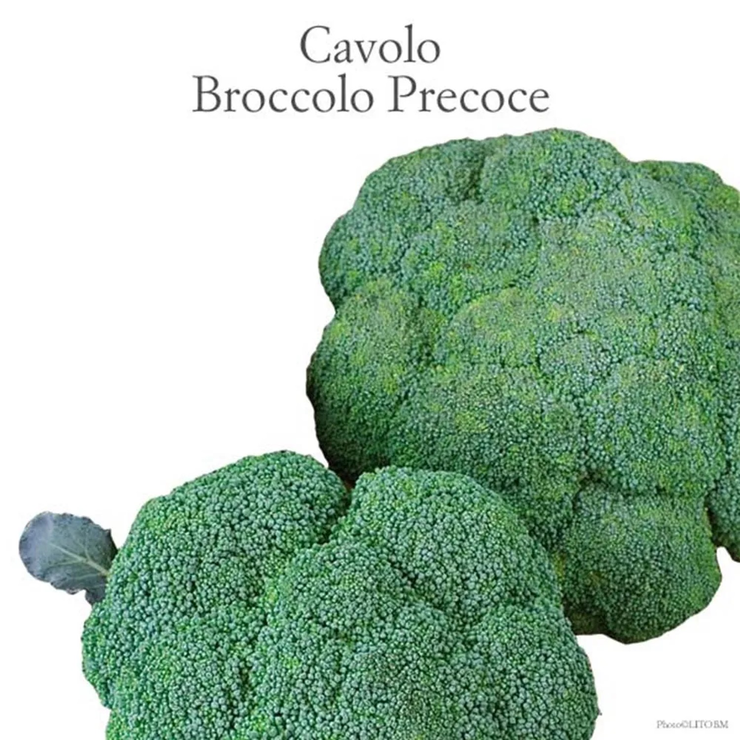 Broccolo fresco e verde, una delizia salutare dalla categoria Ortaggi da frutto.