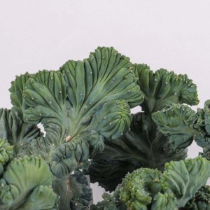 Myrtillocactus geometrizans crestato Cactus vaso Ø 12 cm