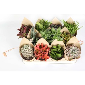 Assortimento di cactus e piante grasse in involucri di carta su un vassoio.