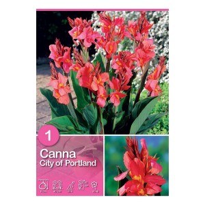 Canna City of Portland rosa, bulbo estivo per aiuole e bordure.