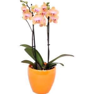 Orchidea Phalaenopsis Jena arancio-rosa a 2 steli in vaso, pianta d'appartamento esotica.
