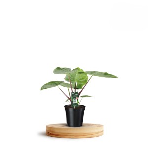 Pianta verde da interno t.b.t. in vaso nero su base di legno.