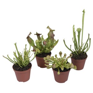 Mix di piante carnivore in vaso, circa 9 cm, varie specie di Sarracenia.