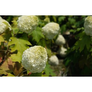 Ortensia paniculata 't.b.t.' con infiorescenze bianche e foglie verdi.