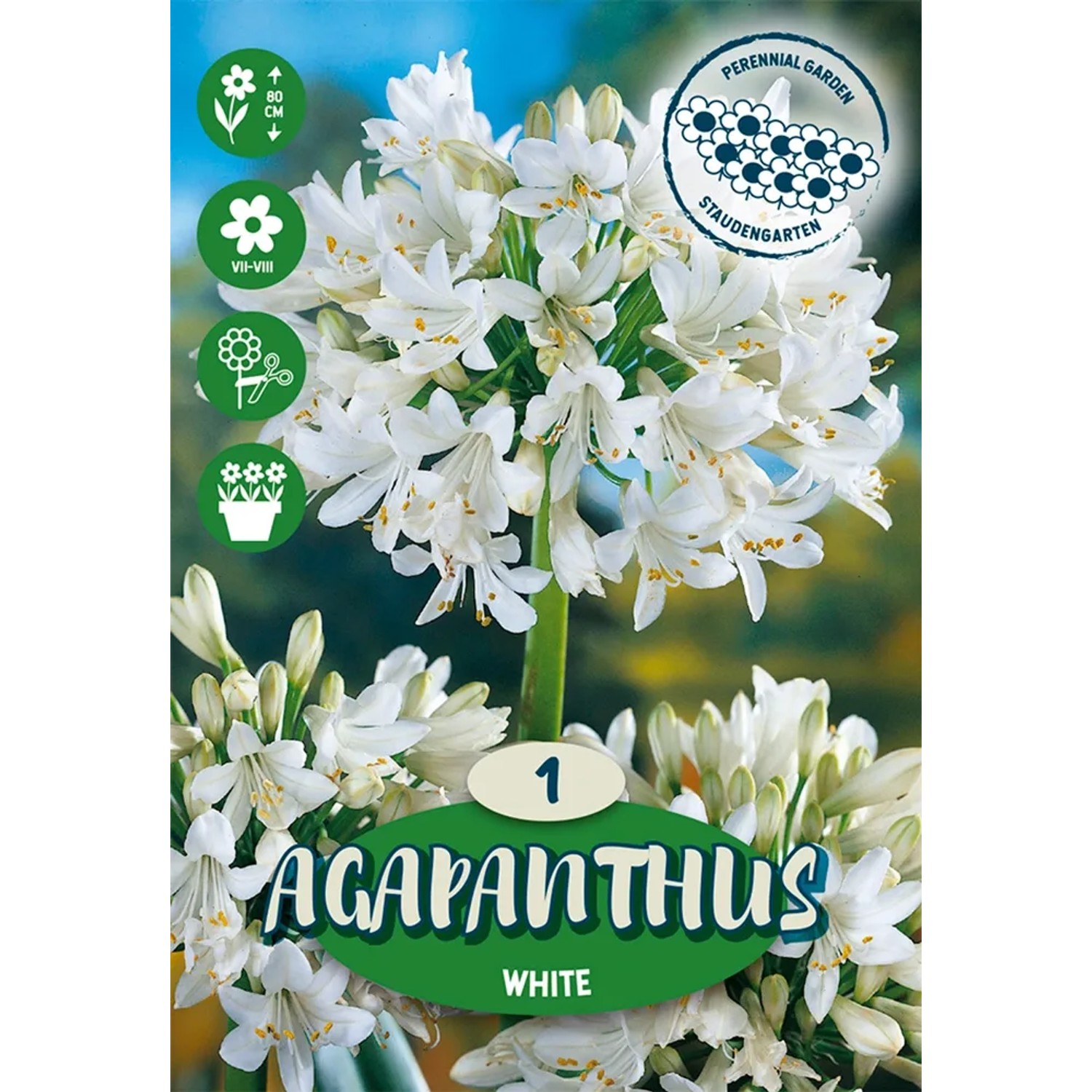 Agapanthus Africanus Bianco: Eleganti fiori bianchi per aiuole e bordure. Fiore estivo per il giardino.