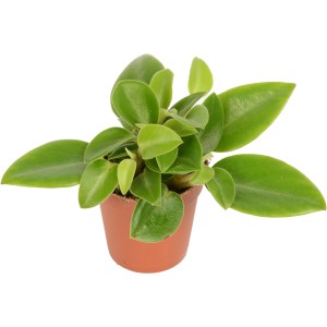 Piccola succulenta verde della Eden Collection in vaso marrone (circa 5,5 cm Ø).