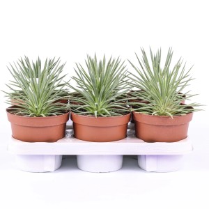 Agave stricta nana piante grasse vaso Ø 14 cm