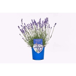 Lavanda hidcote lady blue ø 14 cm