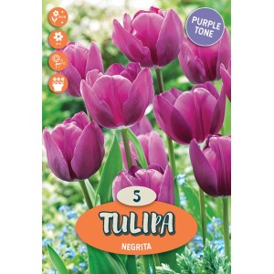 Confezione di Tulipa Negrita, tulipani viola, bulbi da fiore per il giardino.