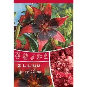 Lilien Tango Olina rosso scuro, fiore estivo con fiori rosso-neri.