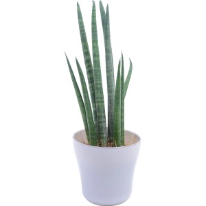 Sansevieria in vaso pastello, ca. 7 cm Ø. Pianta verde da interno.