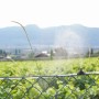 Microirrigazione: irrigatore in azione su un campo.