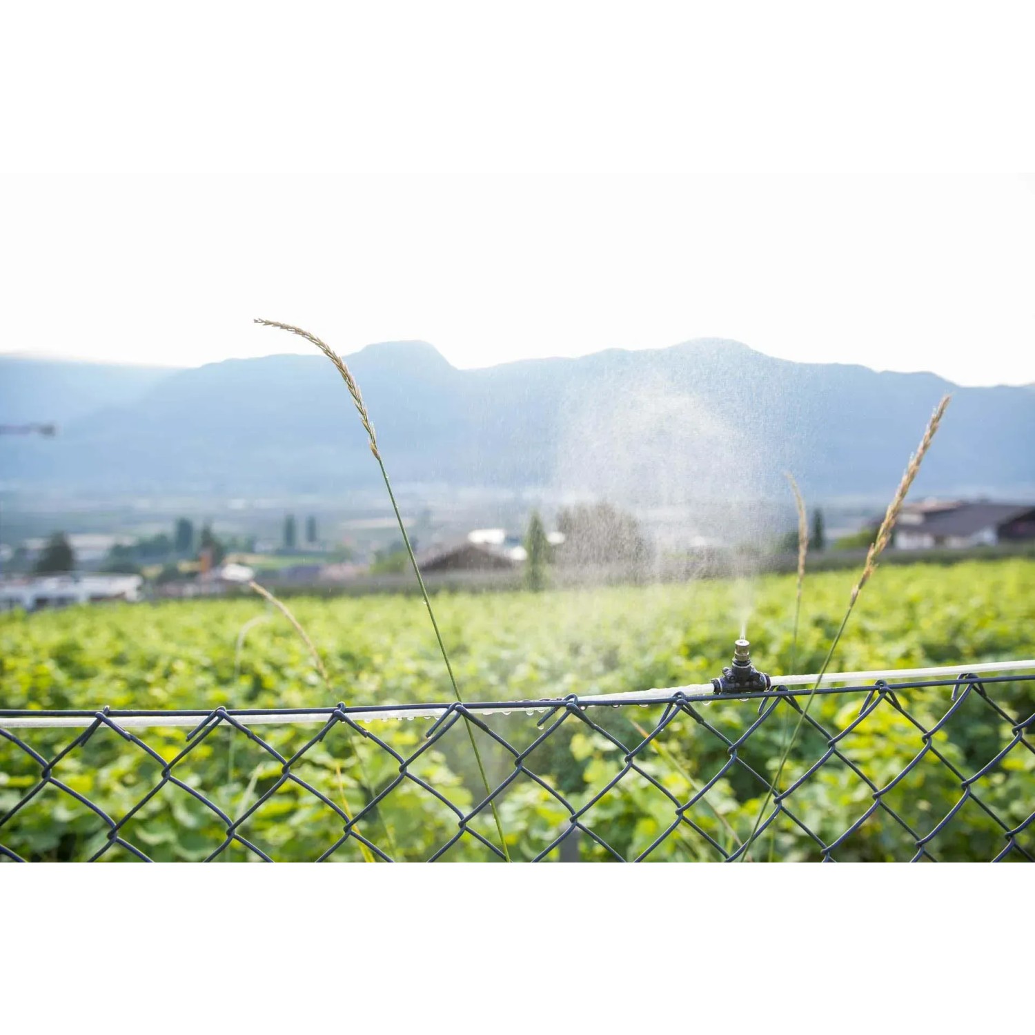 Microirrigazione: irrigatore in azione su un campo.