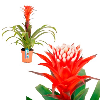Guzmanie "El Cope" Rosso vaso Ø ca. 12 cm Guzmania