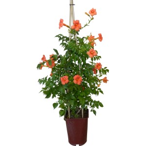 t.b.t. pianta rampicante con fiori arancioni in vaso.
