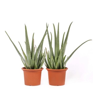 Aloe vera Piante grasse vaso Ø 18 cm