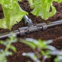 Raccordo a T per irrigazione interrata in aiuola con piante di lattuga.